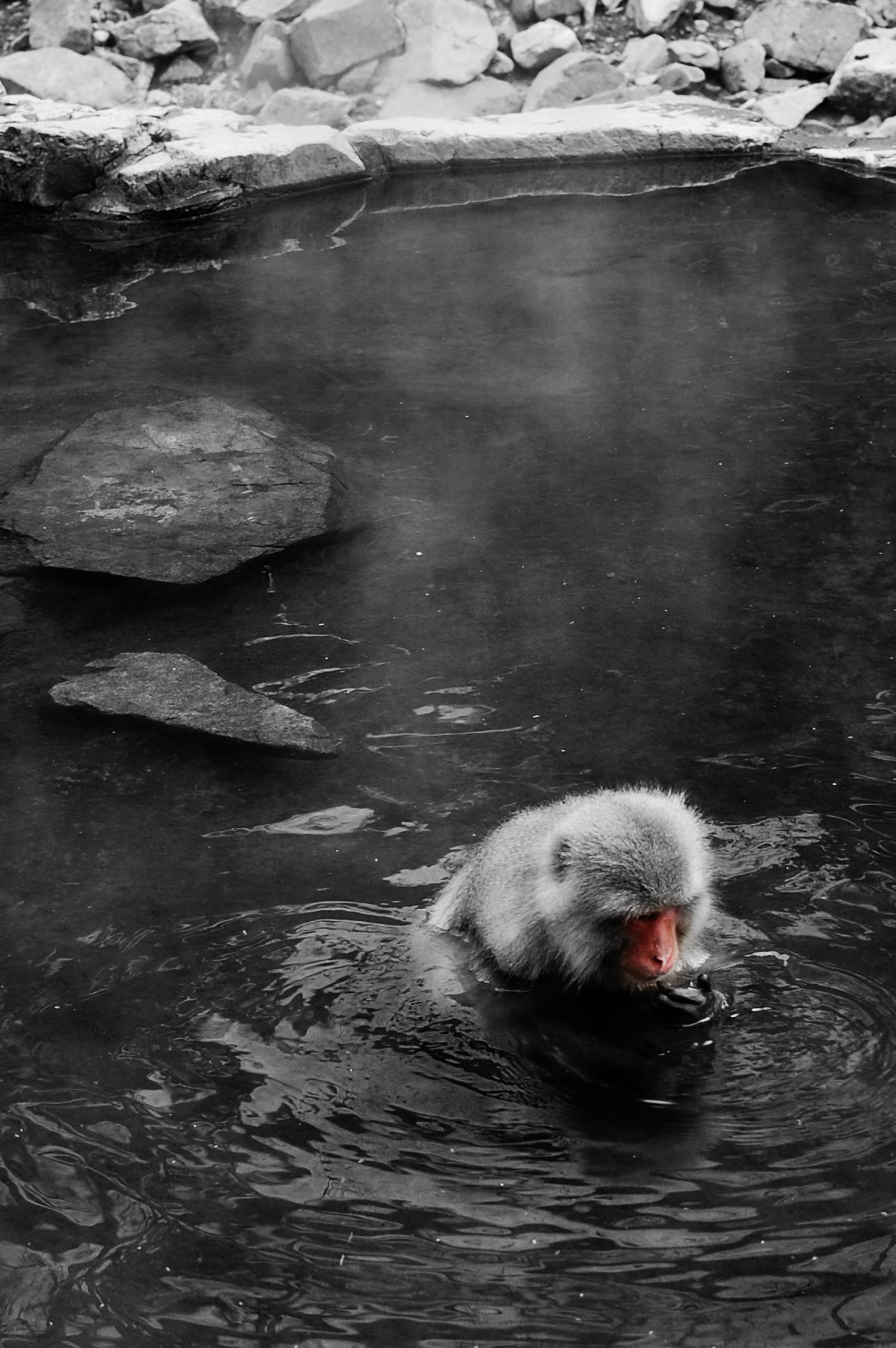Jigokudani Monkey Park